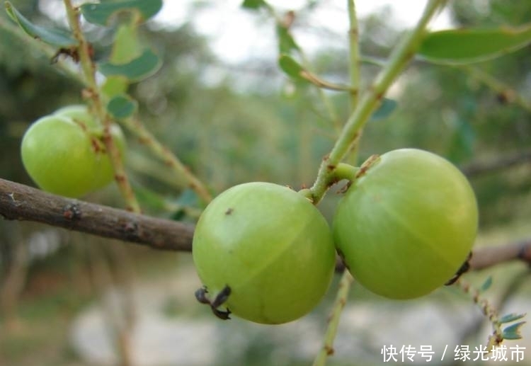 医生建议这个东西,适量吃可以养颜,多吃会至寒,以后要注意。。