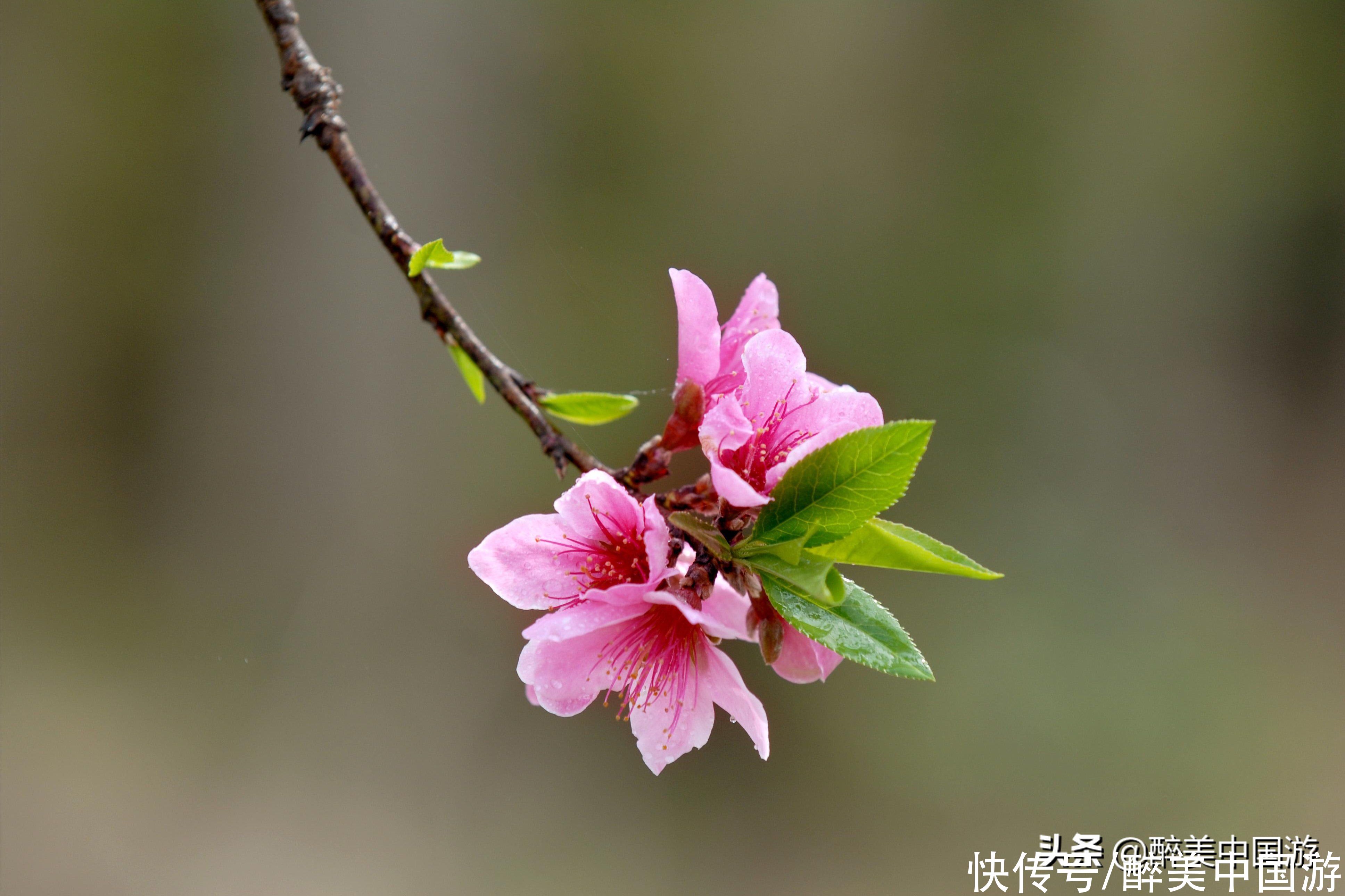 这里是桃花源记的艺术原型之一，有返璞归真之感，以幽谷风光取胜