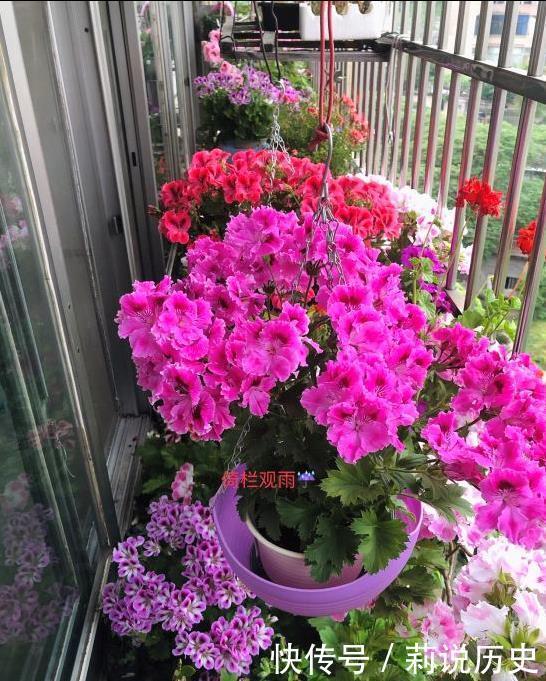 立春之后,养花要“叫醒”根系,缓过劲来,开花才会爆