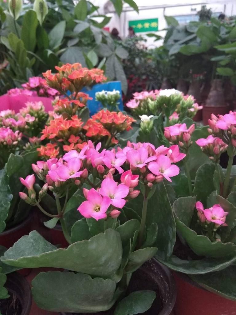 这3类年宵花，谁买谁后悔，千万别再踩雷了！