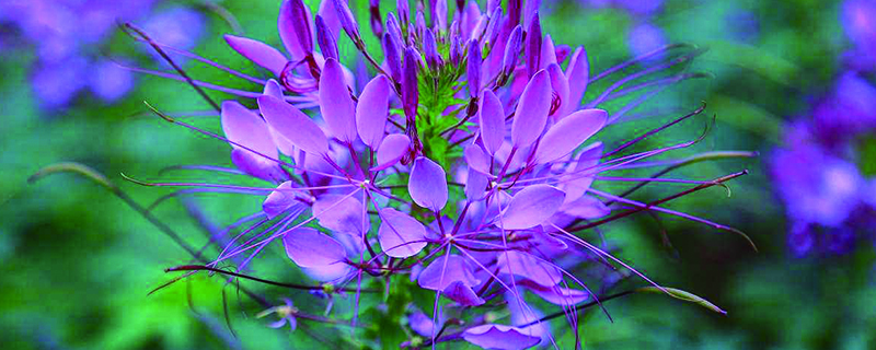 此花花语为神秘,就像一场短暂而绚烂的爱情,给你虚幻无常