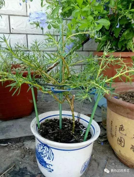 1个小窍门，普通的太阳花也能养成万元盆景老桩，邻居纷纷来学！