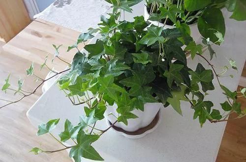 卧室、客厅必养的5种花,甲醛少、空气好,家人身体倍儿健康