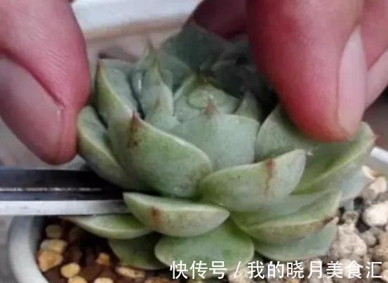 多肉植物得黑腐病是什么原因造成的,学会7个方法可预防此病害