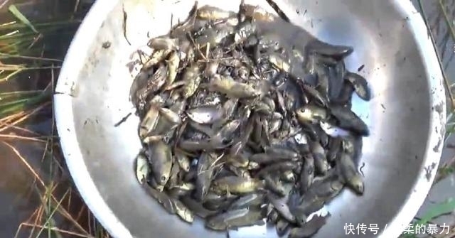 现在还有这种农田？扒开草皮，烂泥里一群野鱼，轻松抓一盆