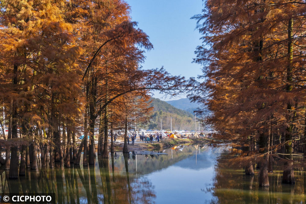 绍兴市|浙江绍兴：醉美红池杉