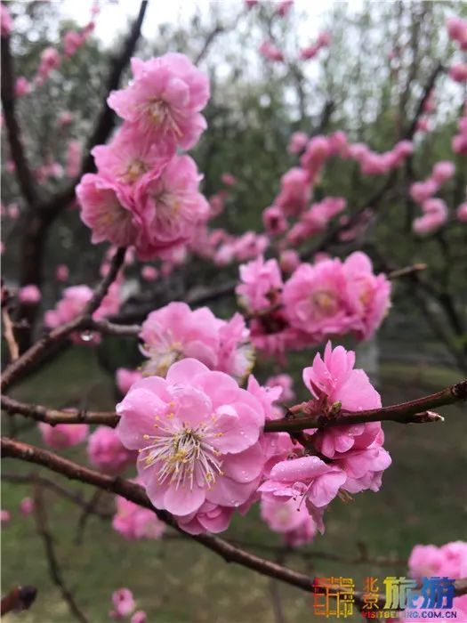 花海！梅花、玉兰、海棠、杏花，你要的醉人春色都藏在北京这座公园里！