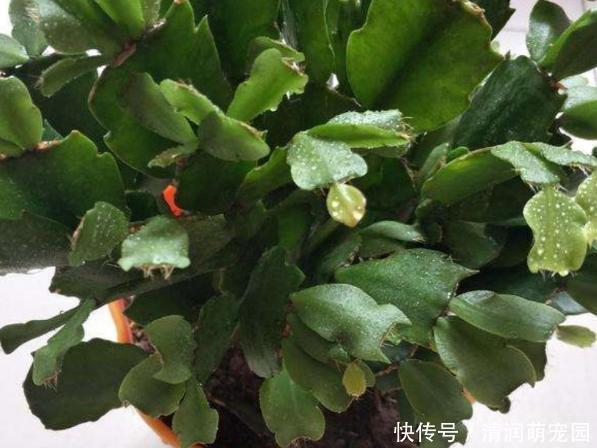 浇水|养蟹爪兰,这么浇水不仅不会死,反而开花越来越多