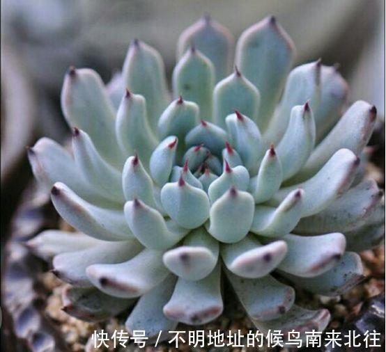 60种多肉图鉴及养护要点，1分钟学会，超全超实用！
