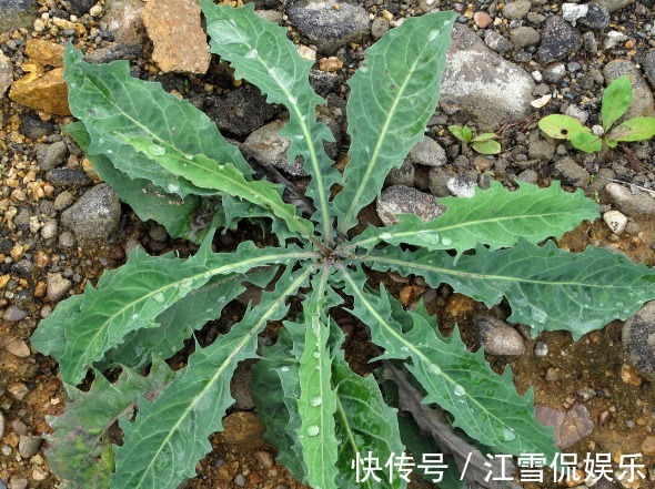 野菜|开春挖野菜,送你“野菜大图鉴”,教你轻松识别20种野菜