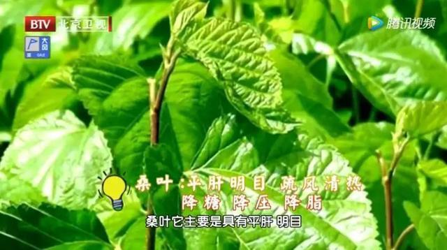 降压|它被誉为“神仙叶”，每天一把泡水喝，三高慢慢降下来，益寿延年