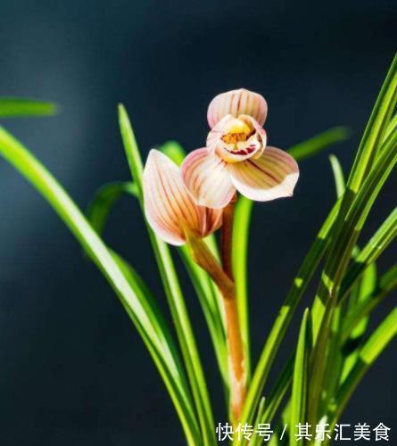 植株|兰花出现3个症状，植株长壮早开花，新手来学学