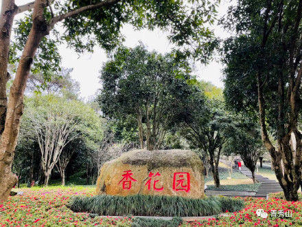 玉兰花正值花季，香溢满园|清丽高雅| 花季