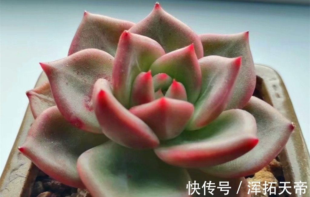 把多肉养出暗纹,需要两个步骤两个条件,控水时间要掌握好