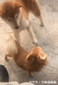 |搞笑GIF趣图:这都是别人家的孩子,为什么我小时候不会这一招