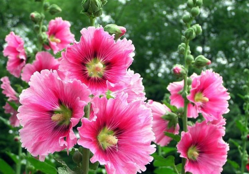 最仙的花卉,迷人的花朵,人见人爱,花朵姿态万千,美