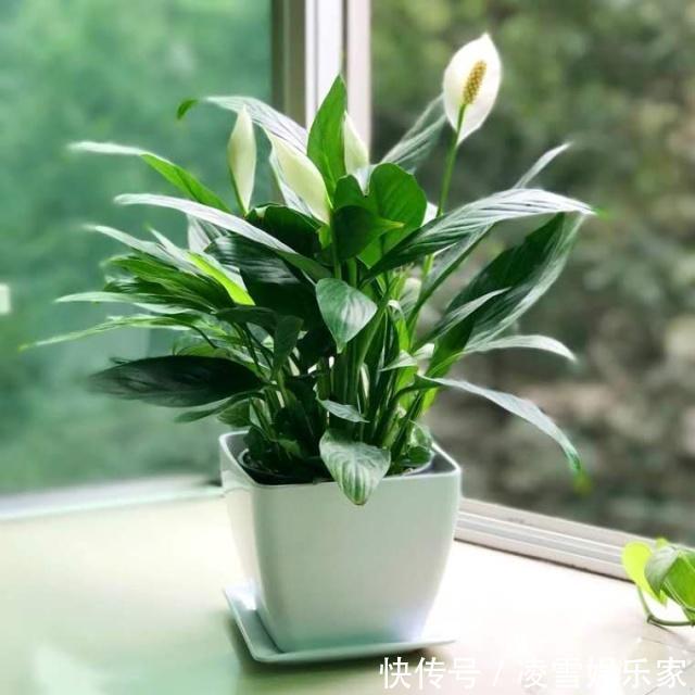 养花|养花“施肥”擦亮眼,2种“肥”足够,用多了反而“有害”