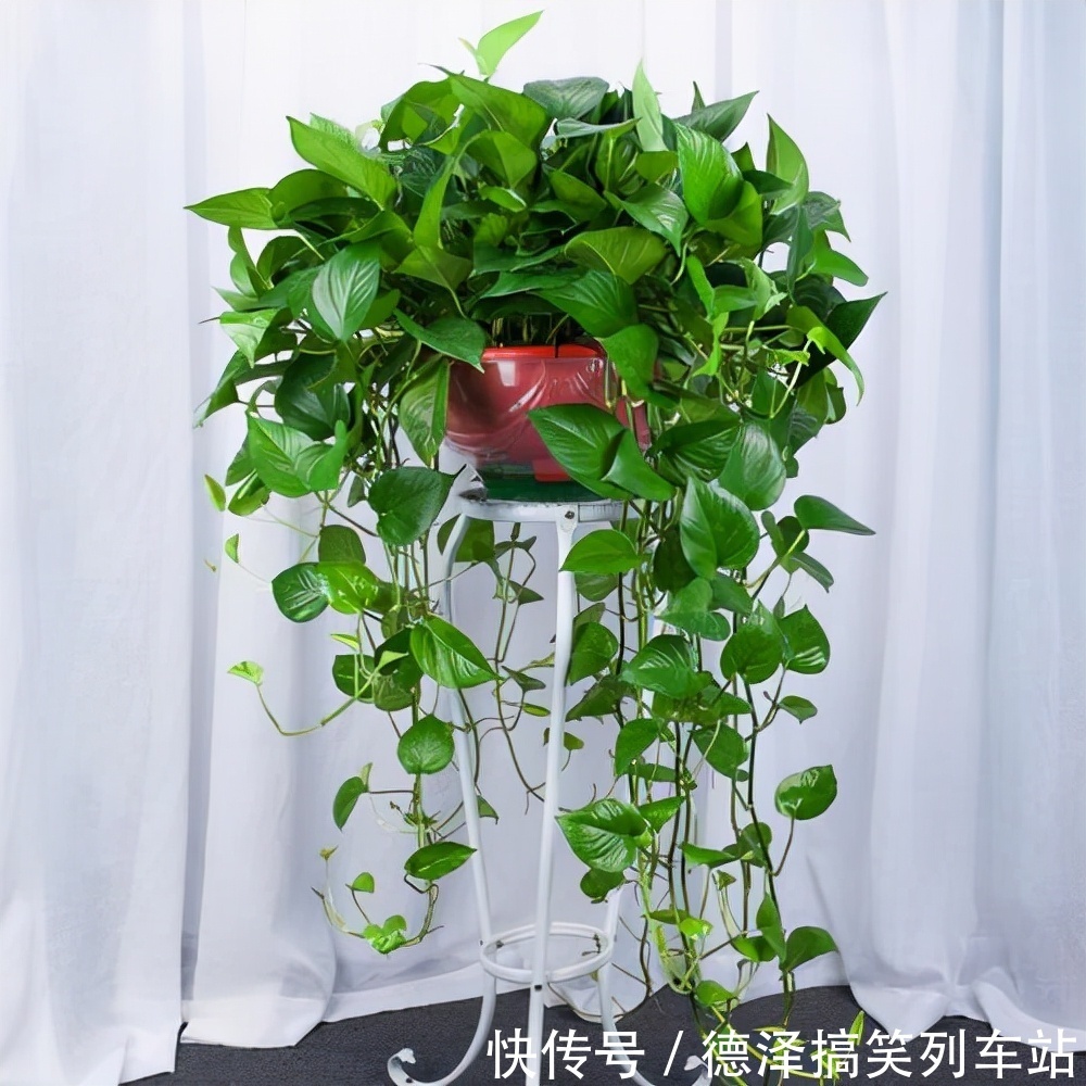 虎皮兰|九大“健康花”,建议大家养一盆,干净漂亮又吉祥