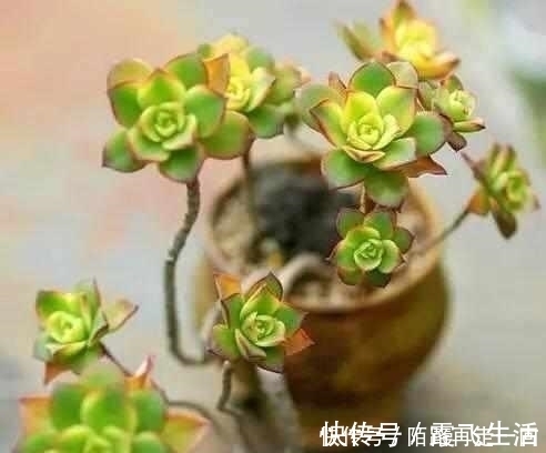大年夜大年夜家|这6种多肉,不浇水都能爆盆,你能养死我不服!
