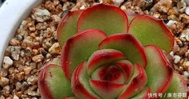 烈火|多肉宝莉安娜,养好是心中一束不灭的烈火,养不好就是路边的野菜