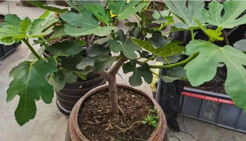 无花果盆栽实用性强，观赏兼食用，扦插打理格外省劲省心