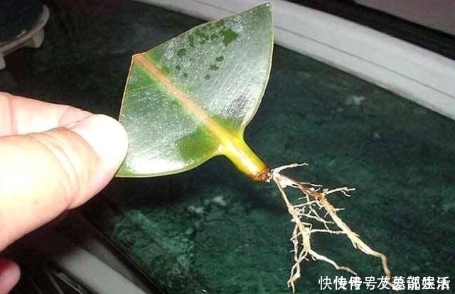 生根|这5棵“树”太贵了,偷偷摘一截枝条就养活了,不用花钱买啦!