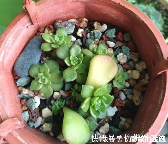 徒长|蒂亚徒了，都可以召唤“神龙”，手一痒，全都拔了！