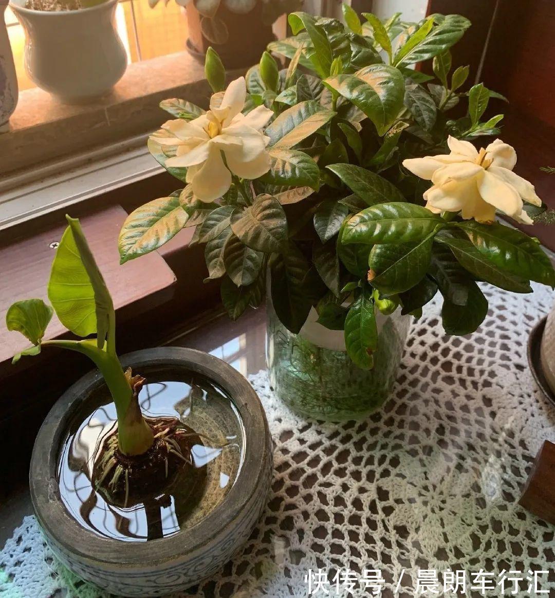 绿萝可以扔了,养盆“格调”花,颜值高还有气质