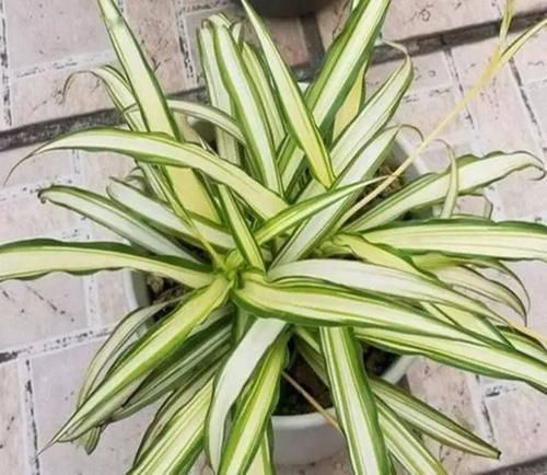 叶子|养吊兰,用上这2种小玩意,叶子宽大又绿,蹭蹭长爆盆