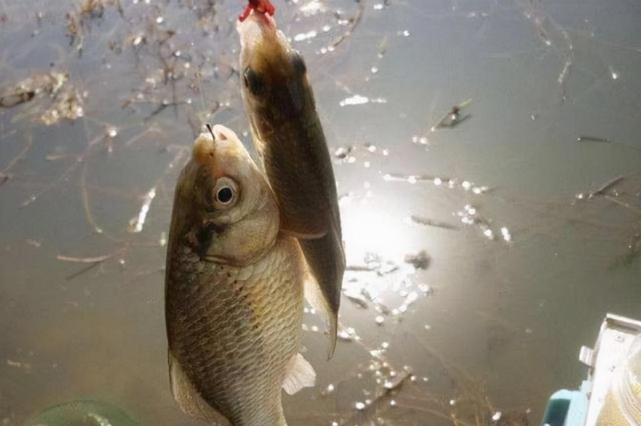 冬季钓鲫鱼,打窝的这四个细节做到位,连杆中鲫鱼,个头还不小