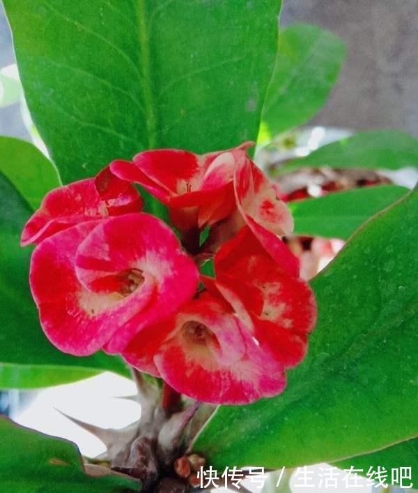 家里养花别乱养,这“5种花”有毒,老人孩子要注意!