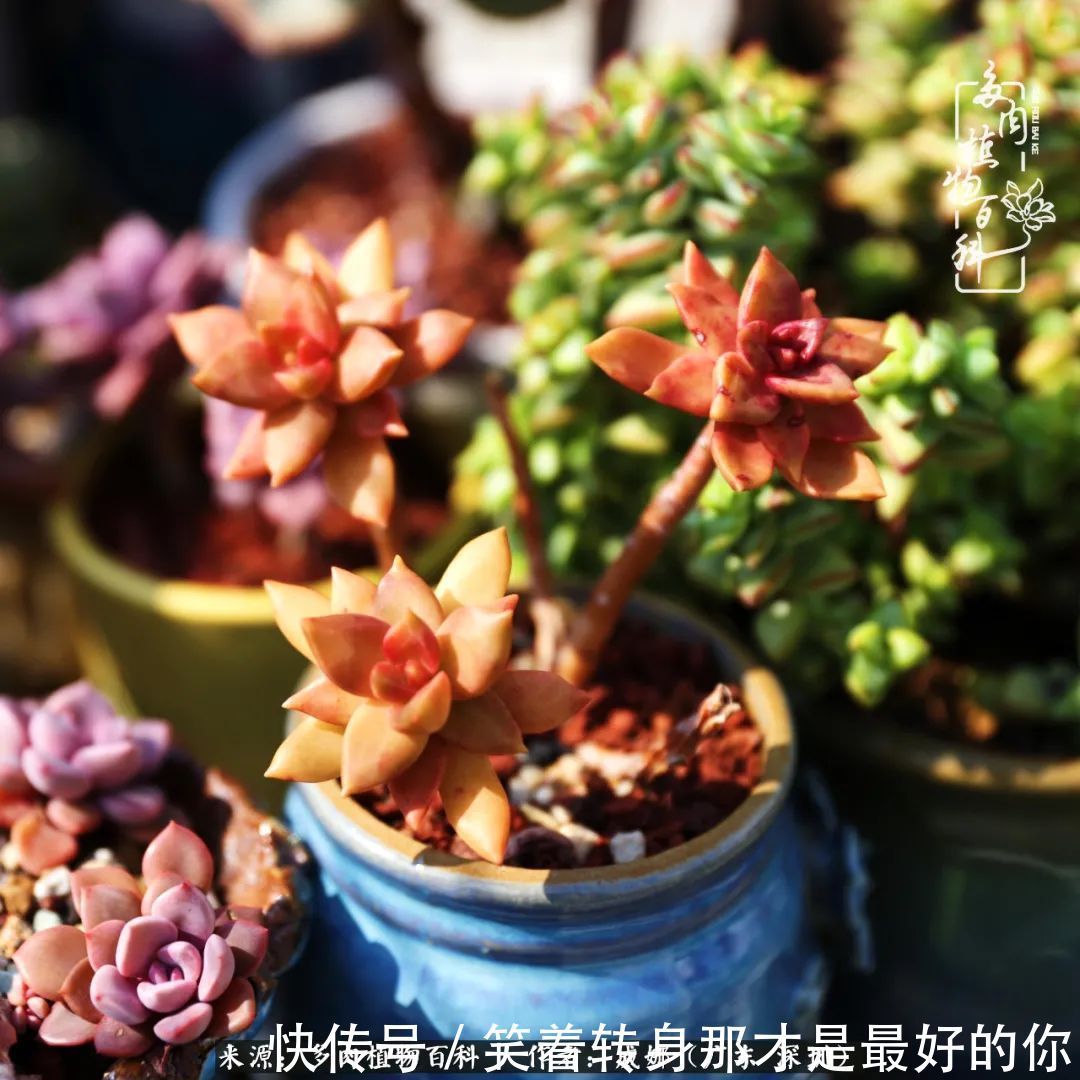 曾经的美肉,谢谢你们都惊艳过时光,谢谢你们都陪过我!