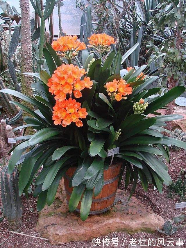 君子兰还不开花现在“虐一虐”,春节“乖乖”开花,吉祥又喜庆