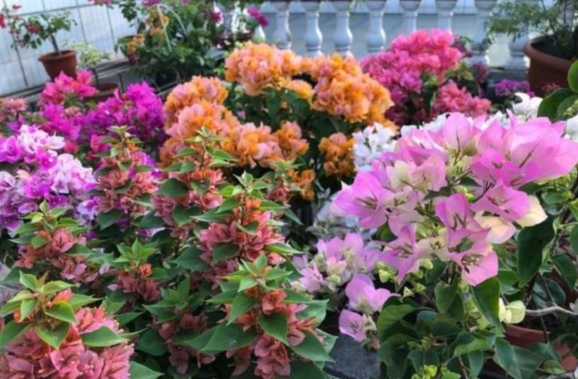 4种花埋土里就活,越旺开花越多,花开满盆,阳台开成小花园!