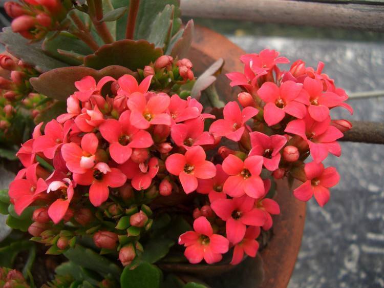 开完花的长寿花，适当给它“咔咔”剪几刀，长势更旺，很快又爆盆