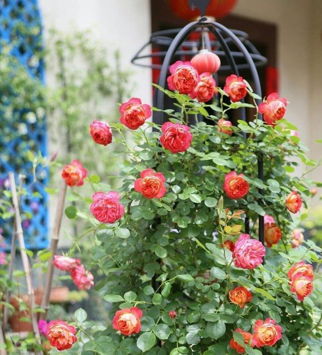 月季修剪藤本月季修剪,灌木月季修剪,微月修剪,这里讲透了