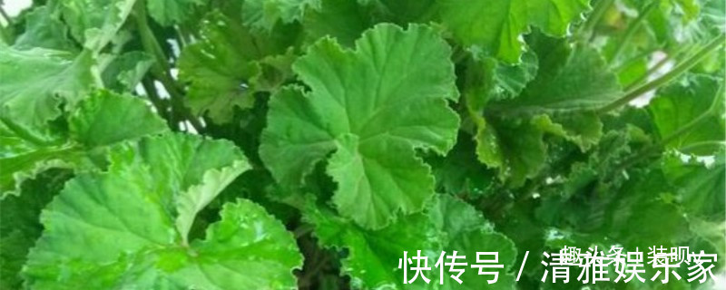 养花|喜欢养花，不如养盆扒拉香花，郁郁葱葱，清新悦目，还可美容养颜