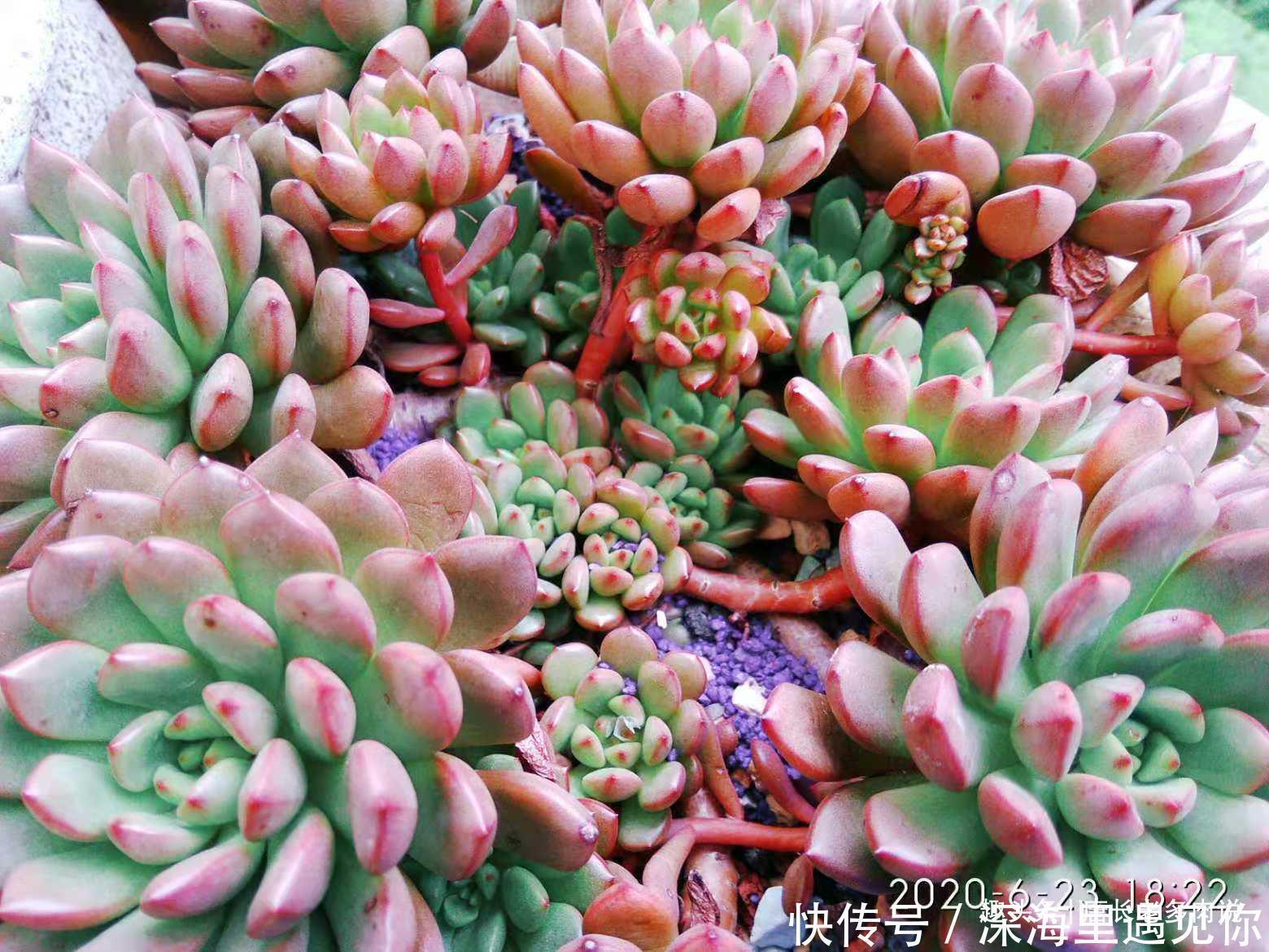 叶片|只要给机会就有可能逆袭——记多肉红宝石从叶片到老桩的成长过程