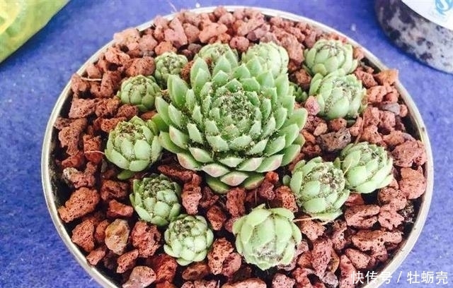 兰石|7字秘诀来养多肉，入坑9年多肉植物没徒也没腐