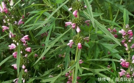 食物|宫寒难受孕,多吃这3种食物,暖宫补血,还促进排卵,助你好孕