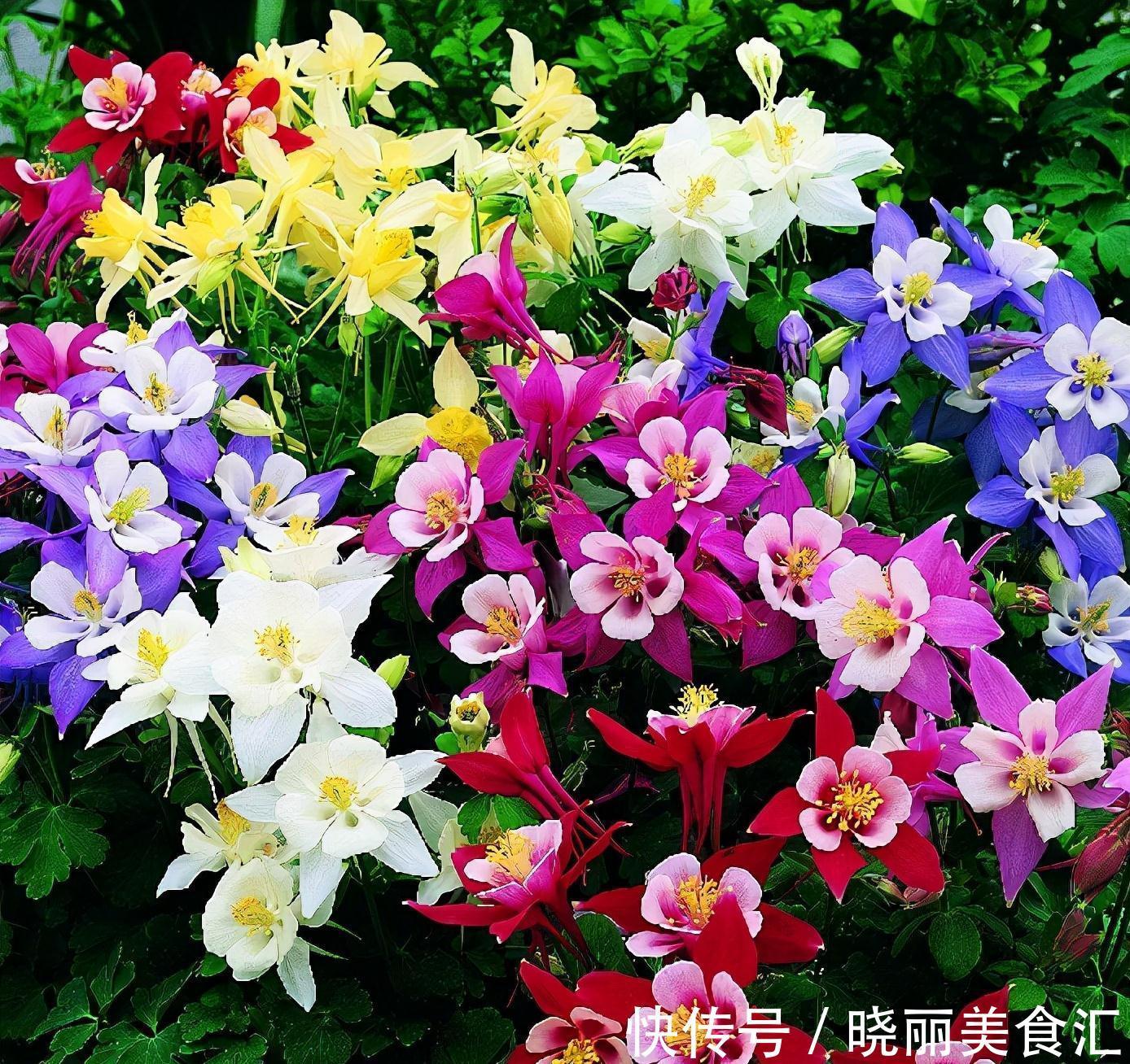 8种花都有“烂名字”，大多人不敢养，被名字耽误了一生的花