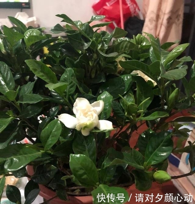 开花|最厉害的促花水,每个月给栀子茉莉喝一碗,顺利开花,香味浓