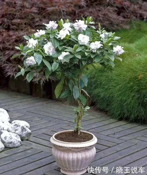 寒冷的冬天,栀子花的养护谨记4点,枝粗叶大,越养越旺盛