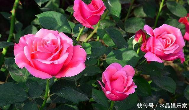 扦插|扦插月季只需做“2点”,生根快,易成活,长出新芽,直接开爆盆