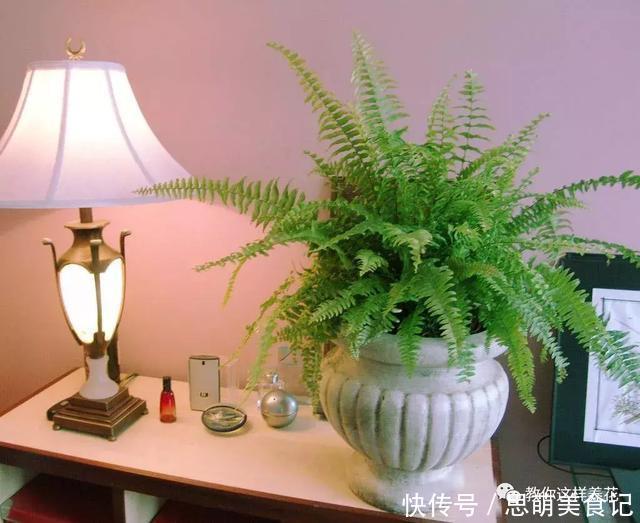 这些花千万别乱晒太阳,晒一盆死一盆