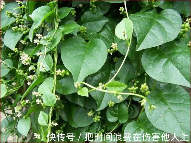 降血压|农村这种野菜，清热解毒，保护肝脏，是降血压的良方