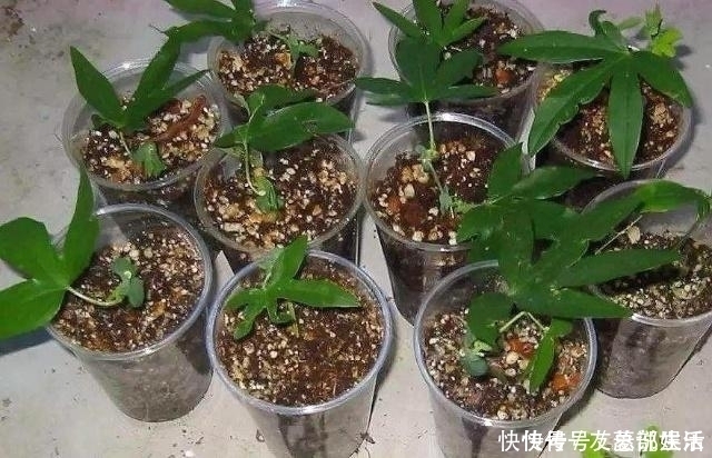 生根|这5棵“树”太贵了,偷偷摘一截枝条就养活了,不用花钱买啦!