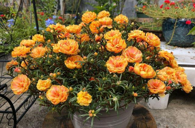 小花园|为了养花种菜,奶奶花160万买了郊区的别墅,3年之后,后悔了