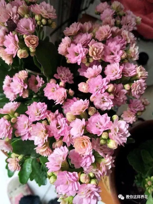 老花匠|老花匠:扔4种“东西”,就是扔钱,比花肥还好用,不花钱!