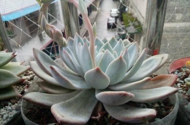 只要家里有油桶,就不用花钱买花盆!多肉种在油桶里,叶子胖嘟嘟